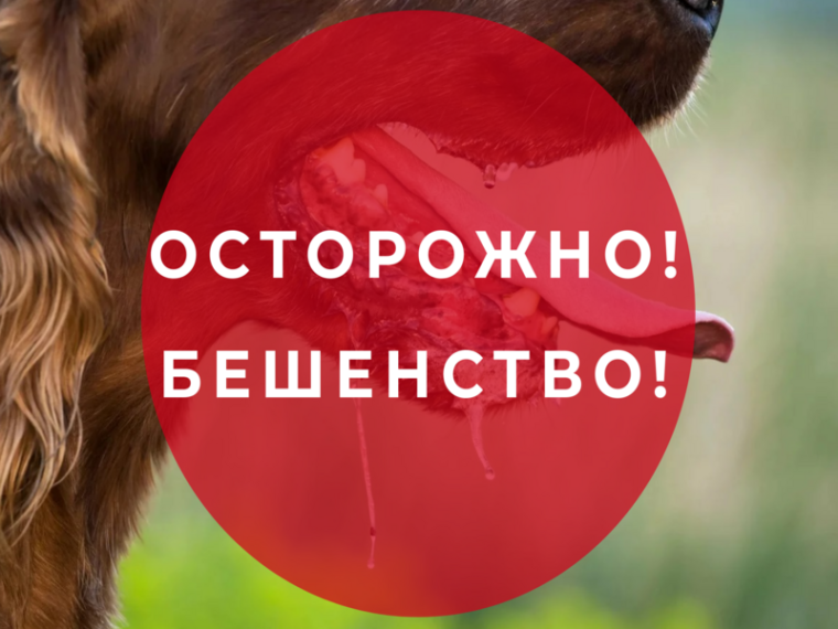 Установлены ограничительные мероприятия ( карантин) по бешенству.. Установлены ограничительные мероприятия ( карантин) по бешенству..